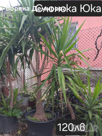 Моите цветя, снимка 7 - Градински цветя и растения - 52213640