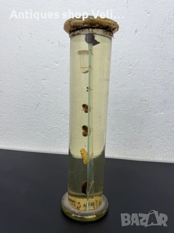 Развитие на майски бръмбар в стъкленица №7810 , снимка 6 - Декорация за дома - 53031556