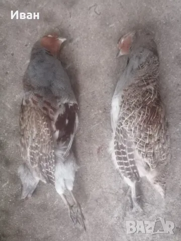 Птици за препариране , снимка 16 - други­ - 33834131