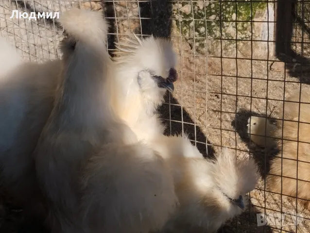 Копринки, снимка 3 - Кокошки и пуйки - 48488569