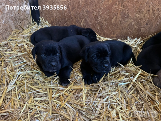 Кане Корсо бебета 