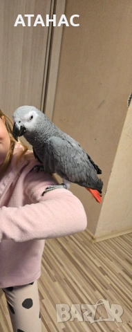 Жако с голяма клетка 