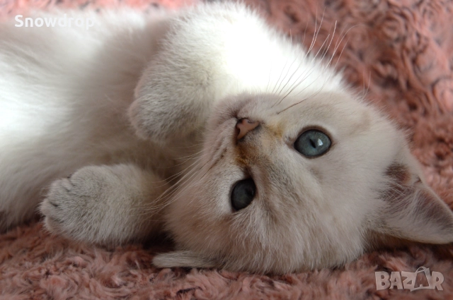 Сребърни чинчили, снимка 2 - Британска късокосместа - 52676106