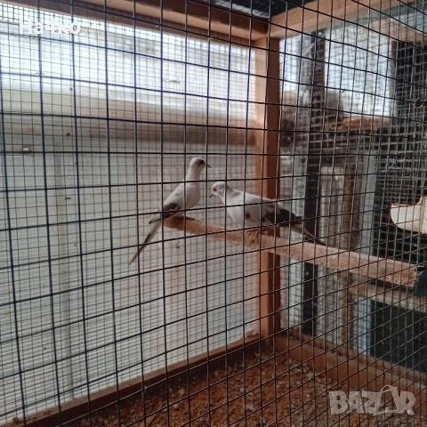 Продавам чивтове диамантени гугутки, снимка 2 - други­ - 52508681