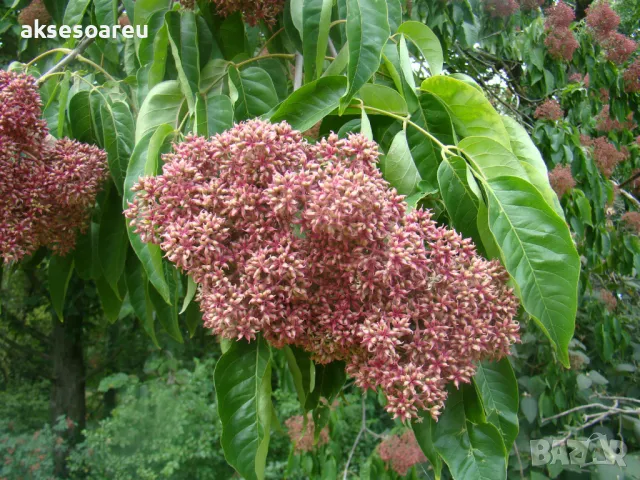 400 висококачествени семена от медоносното дърво на пчеларя Еводия Даниели и разсад дръвчета Euodia , снимка 5 - Сортови семена и луковици - 49008191