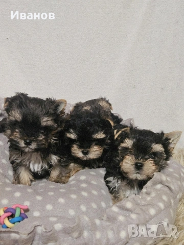 Йоркширски териер, снимка 7 - Йоркширски териер - 53599008