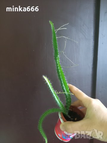 Разсад за питая(драконов плод), снимка 2 - Стайни растения - 35333744