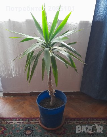 Стайна палма/ юка, снимка 1 - Стайни растения - 36921470