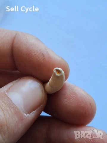 ✅ЗЪБИ ОТ ДЕЛФИН ❗, снимка 2 - Антикварни и старинни предмети - 50958339