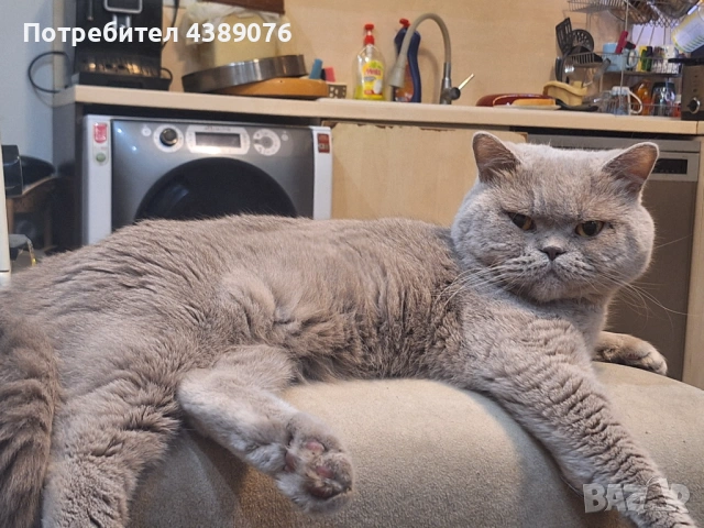 Чистокръвен лилав британец за разплод., снимка 9 - Британска късокосместа - 53074578