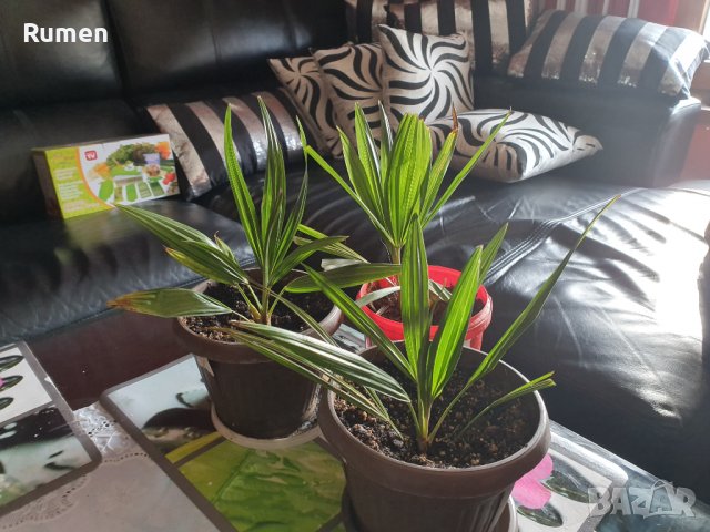 Предлагам малки студоустоичиви палми Трахикаптус - 10 лв, снимка 3 - Градински цветя и растения - 38408552