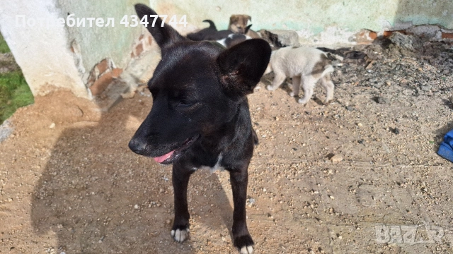 Подаряват се 6 малки кученца. , снимка 12 - Други - 53010116