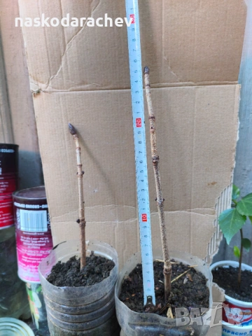 Кестен конски фиданки разсад, снимка 6 - Градински цветя и растения - 44387533
