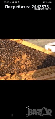Пчелни семейства - Майка 2023, снимка 1