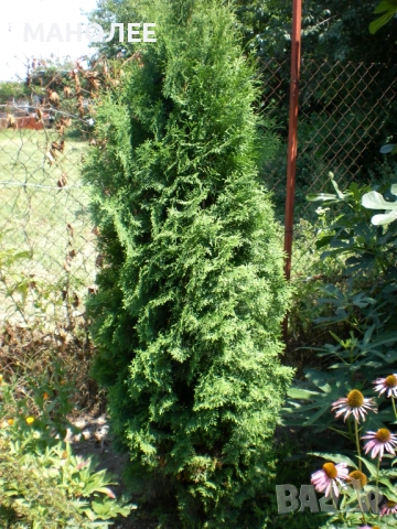 🎁🪻🪻🪻ТУЯ💐💐💐🎁