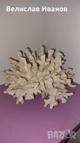 Естествен морски корал с леки забележки., снимка 1 - Декорация за дома - 43014347