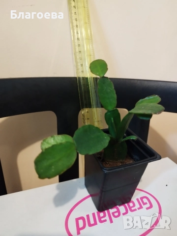 Великденче оранжево , снимка 2 - Стайни растения - 52027182