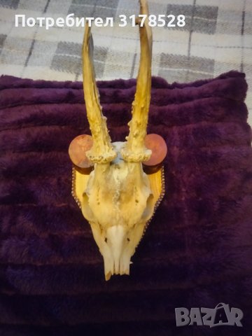 Рога от сръндак 