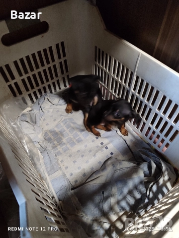 2 броя пинчери женски , снимка 8 - Пинчер - 52670801