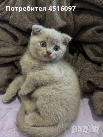 Шотландско клепоухо коте, снимка 1