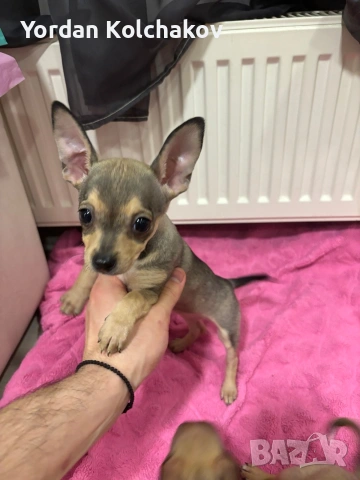 Чиху-пинчер кученца – готови за нов дом, снимка 5 - Пинчер - 53297111