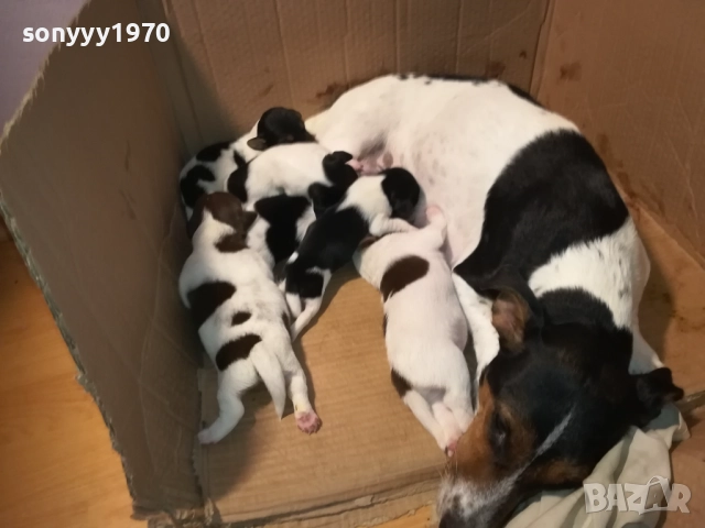 ДЖАК РЪСЕЛ-250ЛВ ЗА СЛАДКО КУТРЕ ПО ИЗБОР 2608250840, снимка 18 - Джак ръсел териер - 51491106