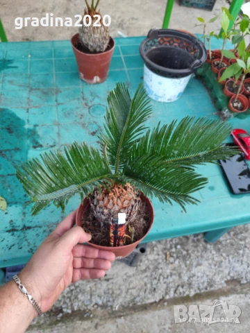 ЦИКАС, снимка 11 - Разсади - 48406396