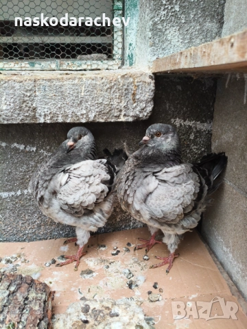 Гълъби порода Америка Кинг, Кингове, снимка 4 - Гълъби - 52411130