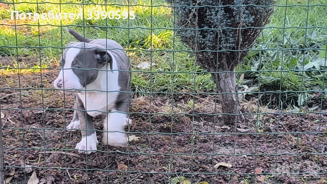 Американско Були Хл Момичета , снимка 9 - Питбул - 52863050