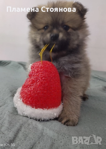 Продавам малки померани , снимка 2 - Померан - 52697875