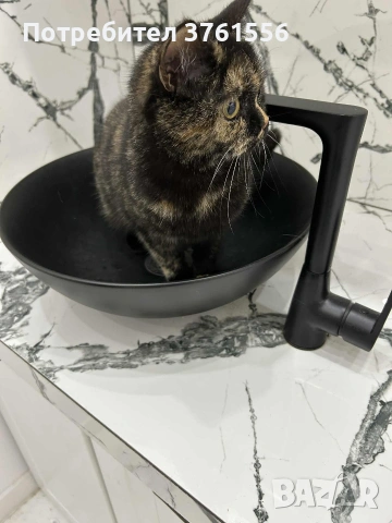 Британска късокосместа, снимка 6 - Британска късокосместа - 53438468