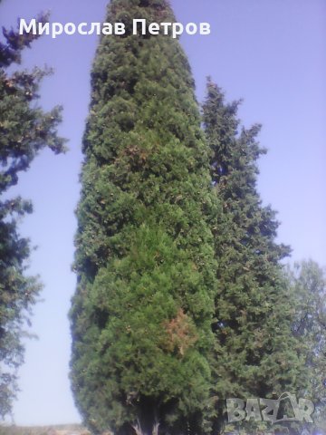 Дърво кипарѝс (Cupressus sempervirens), снимка 4 - Разсади - 40621758