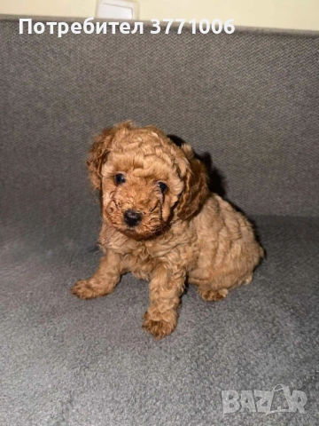 Пудел той, снимка 9 - Пудели - 53498812