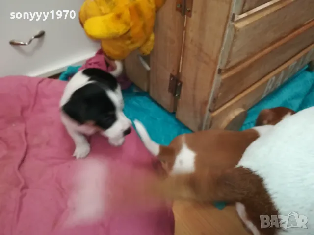 ДЖАК РЪСЕЛ-БЕБЕТА-250ЛВ ЗА ЕДНО 0602251556, снимка 13 - Джак ръсел териер - 48994447