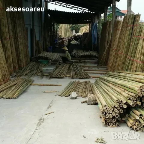 Нови семена бамбук Moso Bambo декоративни растения за дома бамбуков разсад за украса и декорация, снимка 12 - Сортови семена и луковици - 48995335