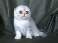 Чинчила - клепоухо късокосместо, снимка 5