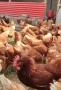налични кокошки носачки Ломан браун , снимка 2