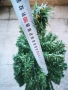 Коледна елха , снимка 2