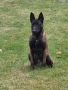 белгийска овчарка малиноа , снимка 5
