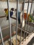 Продавам папагали неразделки , снимка 3