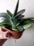 Гастерия, gasteria, снимка 1