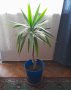 Стайна палма/ юка, снимка 1 - Стайни растения - 36921470