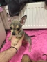 Чиху-пинчер кученца – готови за нов дом, снимка 5