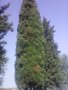 Дърво кипарѝс (Cupressus sempervirens), снимка 4
