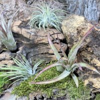 Tillandsia filifolia, снимка 3 - Стайни растения - 43941978