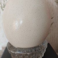 Яйце от щраус , снимка 1 - Декорация за дома - 43813368