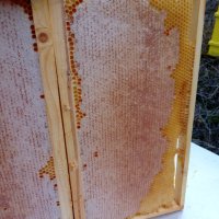 Пчелен мед от Пчели, снимка 7 - Пчелни продукти - 41579311