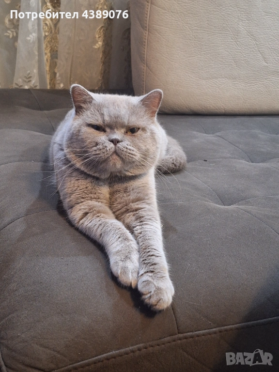 Чистокръвен лилав британец за разплод., снимка 1