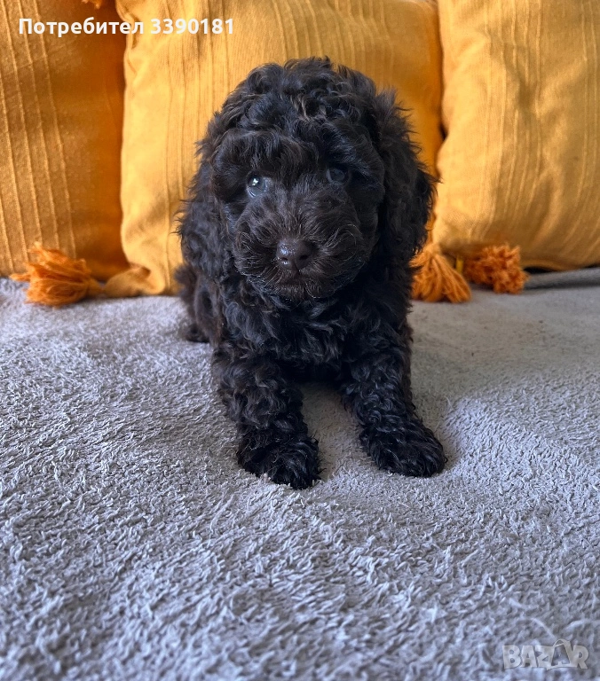 Шоколадово мини пуделче, снимка 1