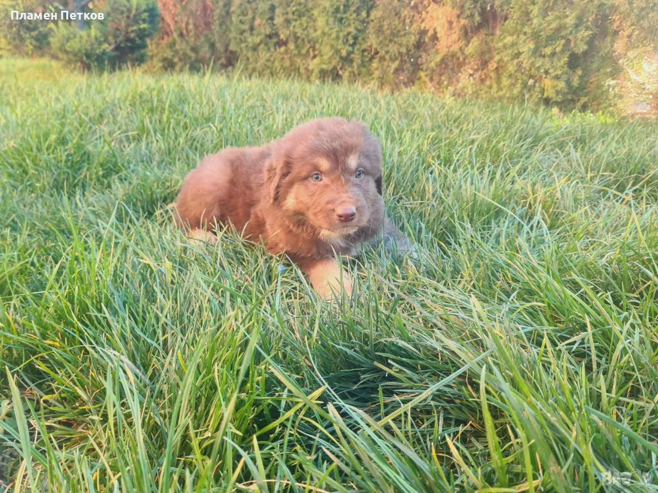 Българско овчарско куче , снимка 1